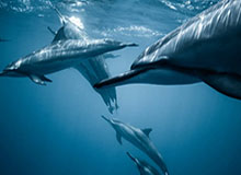 世界杯在线观看-【直播】小白熊谈清清转野：当时猪哼让我去现场，太搞笑了，去毛的现场